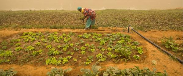 Avec le changement climatique, les pluies deviennent de plus en plus irrégulières. A Guédé au Sénégal, un groupe de femmes a cherché à s'y adapter en construisant un mode d'irrigation dit "californien". Ce système repose sur un tuyau enterré qui connecte une motopompe avec le haut d'une parcelle, et permet de réduire les pertes en eau et le cout du carburant © R. Belmin, Cirad